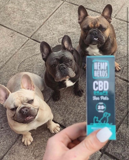 CBD for pets dog image 2